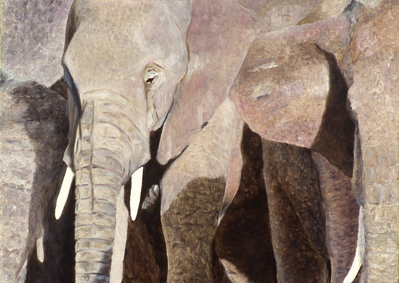Ivory, F.Veteran, Oil on Linen, 20x26"