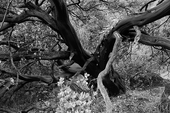1010_Sequoia's_228-Edit-Edit