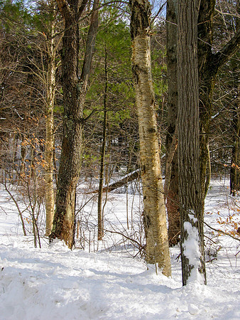IMG_0374-2-1