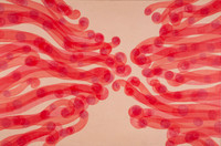 F.Veteran_Oil on Linen_32x48"