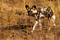 African Wild Dog